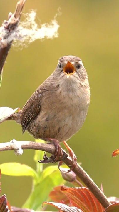 Kecil tapi KERAS, dengarkan burung wren ini bernyanyi sepenuh hati