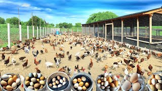 Collect Eggs From Free range Chickens - Chickens Lay Eggs Everywhere.