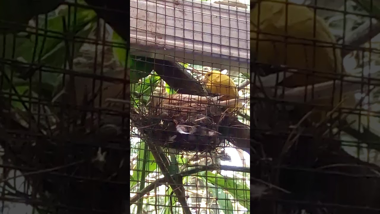 kenari bertelur di kandang koloni bermacam burung 