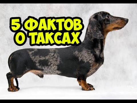 5 ФАКТОВ О ТАКСАХ