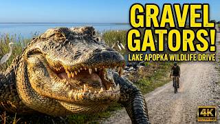 Lake Apopka's Gator-Infested Gravel Section in 4K