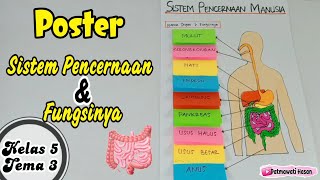 Cara Membuat Poster Sistem Pencernaan Manusia Dan Fungsinya || Tugas Kelas 5 Tema 3