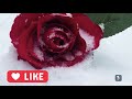 موسيقى هادئة مع ورد وتلج ولا أروع من هيك ابداعاتي Ruhige Musik Mit Rose Und Schnee 