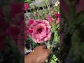 Rosa do deserto Lm817#rosadodesertobrasil #floraçao#radiante#viral