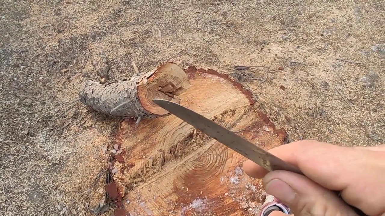 ANILLOS DE LOS ÁRBOLES. Crecimiento en grosor