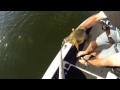 Underwater footage of Golden Perch being released using a release weight