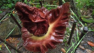 Corpse Flower Care - Gardening ASMR with Nature Sound