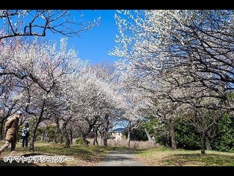 大宮第二公園梅まつり 埼玉県さいたま市 16年2月25日撮影 Youtube