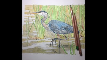 Blue heron color pencil drawing