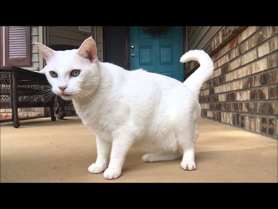 Rocket Recall Feline Style - YouTube