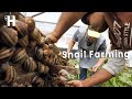  awesome snail farming technology  snail harvesting and processing  snail benefits  happy farm