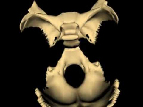 SBS Flexion Extension Superior camera iphone 8 plus apk