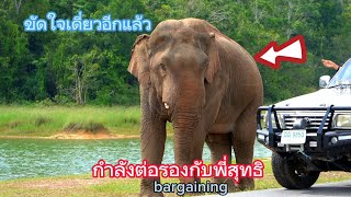 Ep.280 เดินกินลมชมวิว.. กับฉายาที่ 2 ดื้อตาใส#wildlife #เขาใหญ่ #news #nature #ช้างป่า