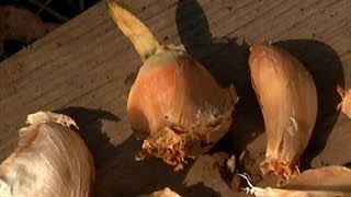 How to Grow Sprouted Garlic : Fall Gardening