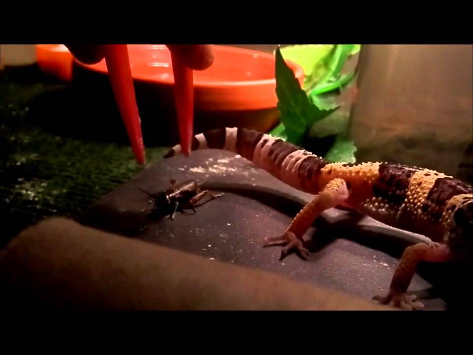 random meaning Random feeding video 11#: Olga vs. crickets