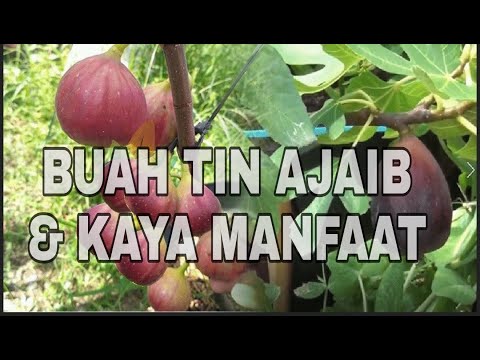 Video: Mengapa buah ara baik untuk wanita