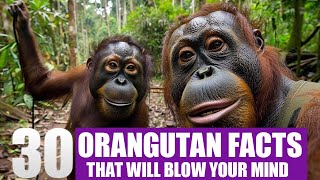 30 Reasons Why Orangutans Are the Most Fascinating Primates on Earth!