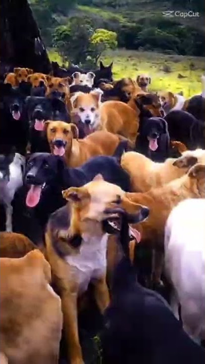 pasukan monyet vs pasukan anjing