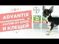 Капли от блох и клещей Bayer Advantix | Адвантикс для собак