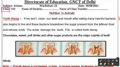 DOE Worksheet No 22 ॥ Class 7 ॥ 30.092021 ॥ Science ॥ Nutrition in Animals