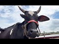 Cow unloading cows cow big cow goru hamba cow ep  344