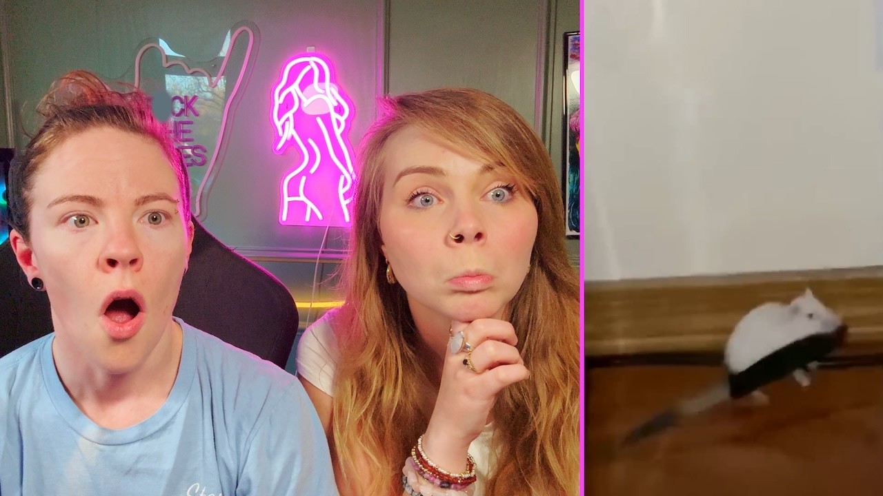 Reacting To FUNNY Animals Videos! Pt 3 - Hailee And Kendra