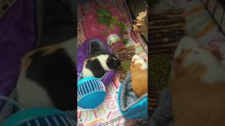 guinea pig eating #reels #viralreels #tiktok #viral #guineapig #guineapigoftheday #guineapigslove