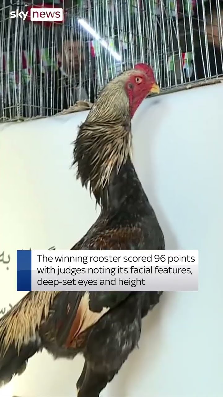 Iraq hosts rooster beauty contest