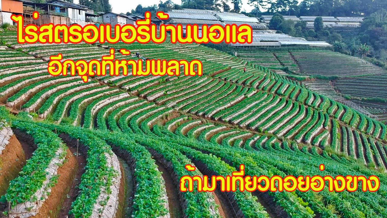ไร่สตรอเบอรี่บ้านนอแล อีกจุดที่ห้ามพลาด ถ้าเที่ยวดอยอ่างขาง