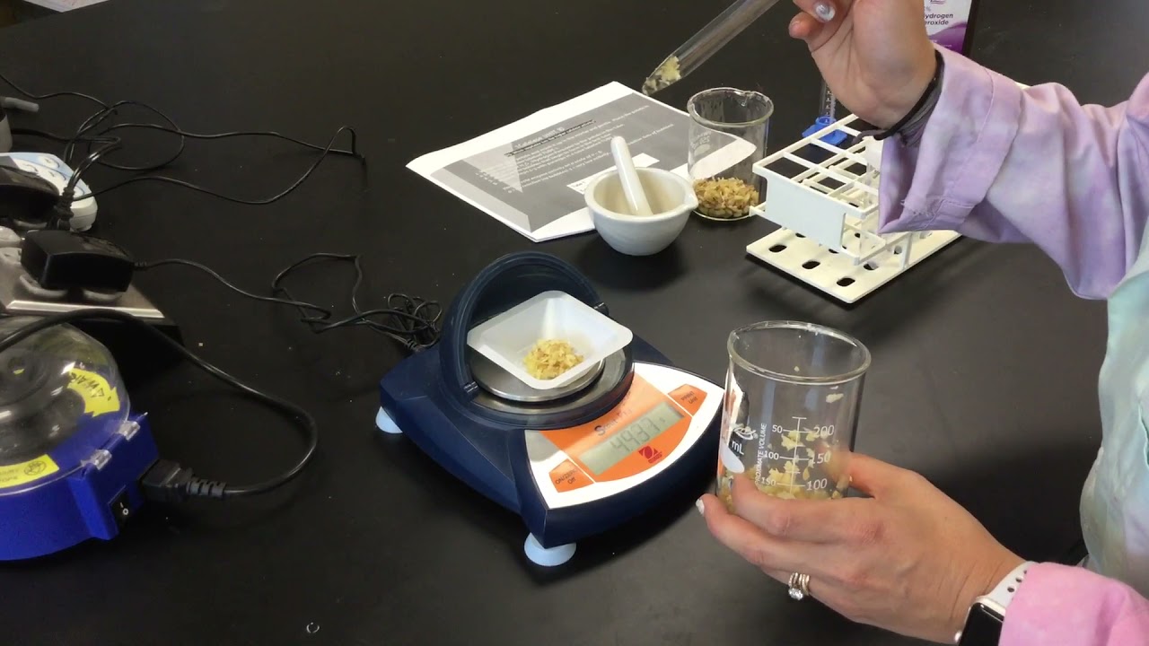 Catalase Activity Lab