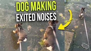 Dog Making Exited Noises Trying to Get Owner’s Attention as She Walks It