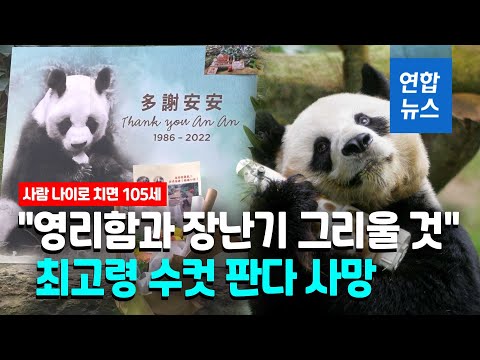 세계 최고령 수컷 판다 35세로 <strong>안락사</strong>…줄 잇는 추모 행렬/ 연합뉴스 (Yonhapnews)
