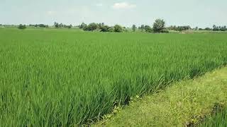 //9 acrees// 2 crops canal water,//NH 150A Near// 17 lak acree// video no 01.