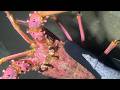 Diving under the sea to catch eels, crabs and sea cucumbers | Part 178-3