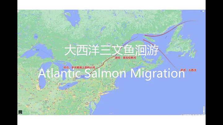 大西洋三文鱼洄游 | Atlantic Salmon Migration - 天天要闻