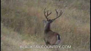 30 inch Blacktail and More