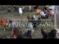 Ferment Your Chicken Feed