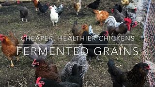 Ferment Your Chicken Feed