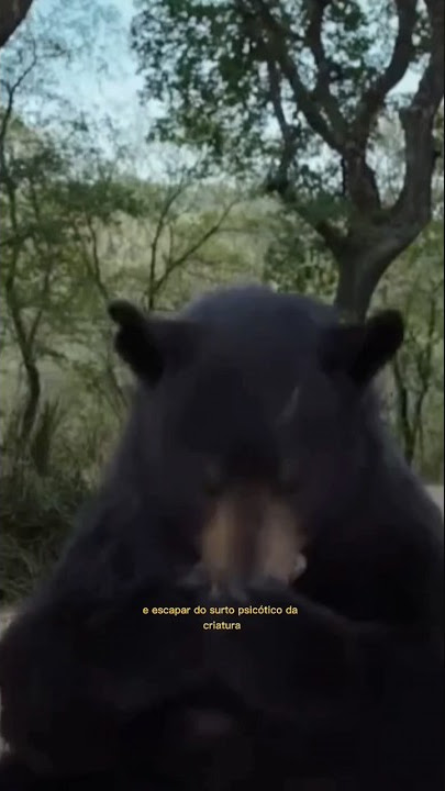 Urso do Pó Branco - Filme 2023 - AdoroCinema