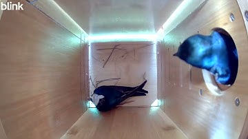 OU bird nest monitoring 4.29.25- A pair of tree swallows checking out the space!