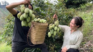 Take The Baby Wild Boar Home, Harvesting Mango Goes to the market sell, Vàng Hoa