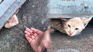 Woman Trying To Lure Stray Kitten From Tiniest Hideout For Hours