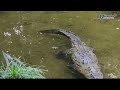 🕵️‍♂️🔍👧🏽 #VideoReportaje || Sitiados, el Zapotal y el zoológico