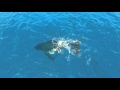 Mother whale and her newborn calf off the coast of hawaii