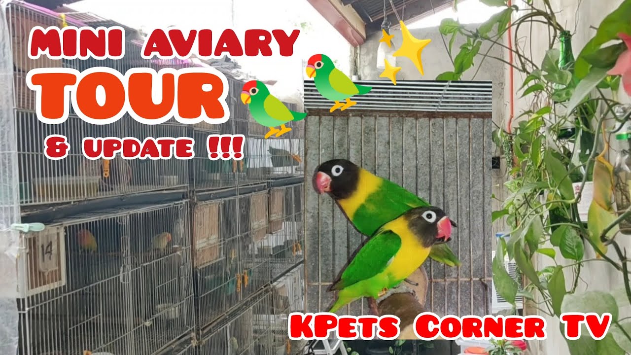 Mini Aviary TOUR & update! Kilalanin ang ating mga bigating ibon ...