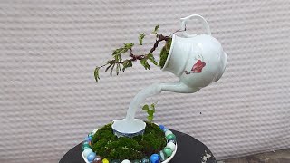 bonsai bình trà gót nước