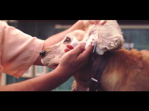 Videó: A Szem Belső Burkolatának Elválasztása Kutyáknál