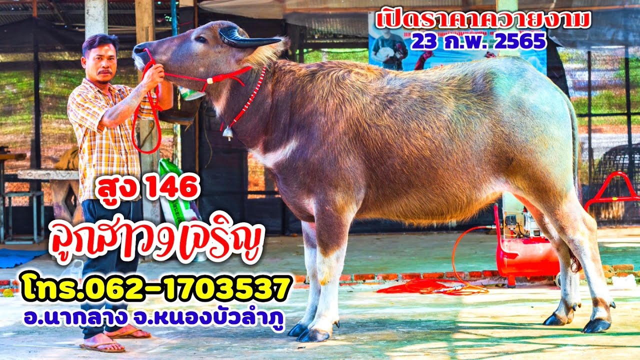 โทร facebook New 23 ก.พ.2565 เปิดราคาควายงาม แม่พันธุ์ประกันท้อง ลูกสาว9เจริญ ฟันน้ำนมสูง146 อ.นากลาง จ.หนองบัวลำภู