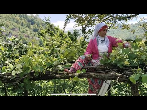 ASMA YAPRAK TOPLAMA YOLCULUĞUNA KATILIN | KÖYDE HAYAT