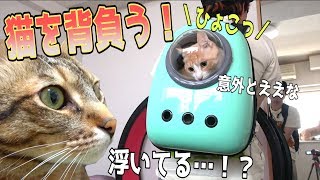 ついに猫たちを”背負う”時代になりました…！